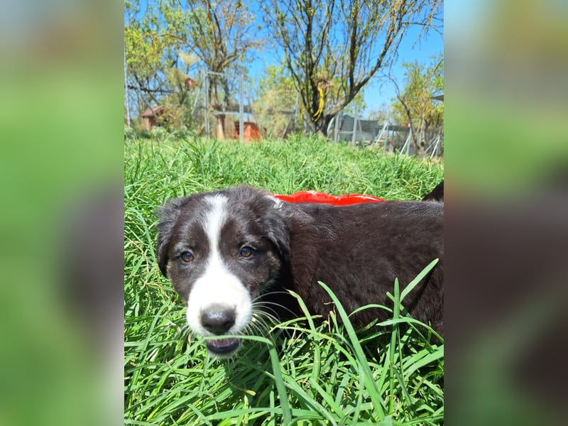 Willow - Sonnenschein auf vier Pfoten