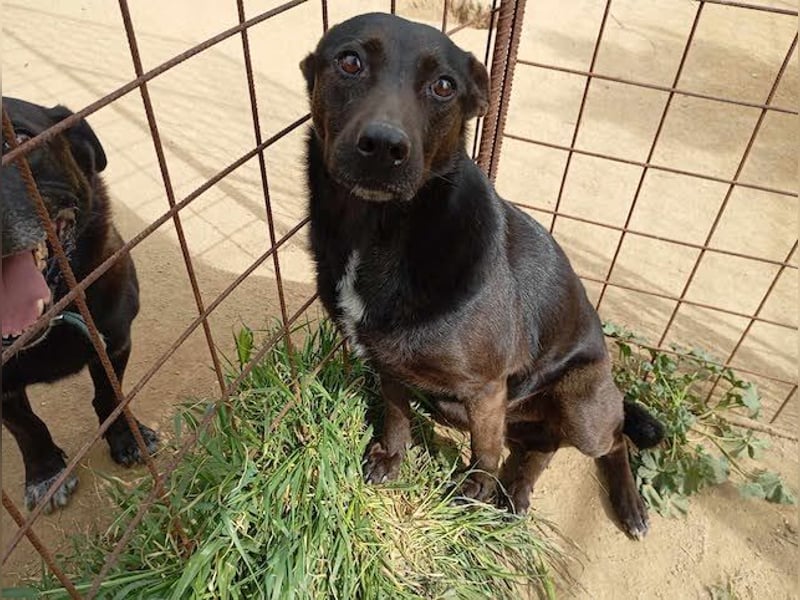 Lomri, vorsichtige Hundedame, ca. 6 Jahre, ca. 17 kg