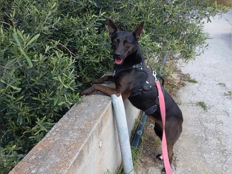 Lomri, vorsichtige Hundedame, ca. 6 Jahre, ca. 17 kg