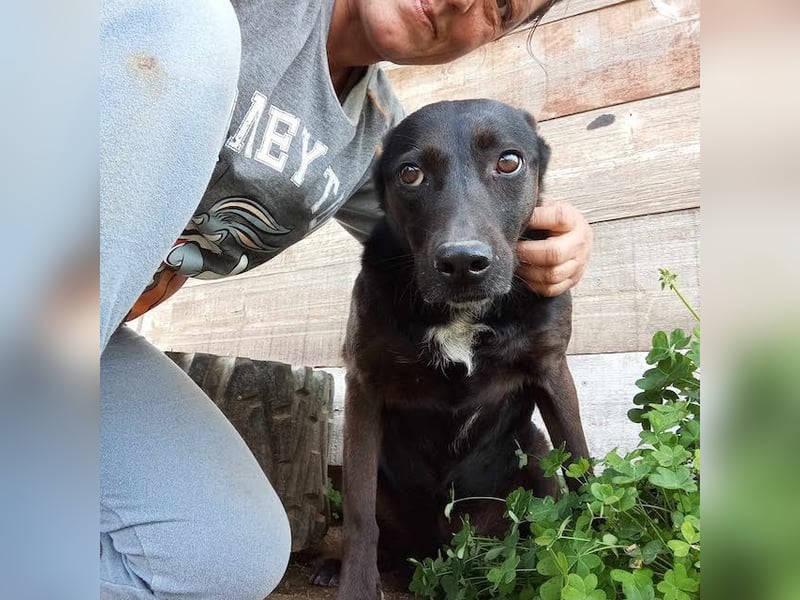 Lomri, vorsichtige Hundedame, ca. 6 Jahre, ca. 17 kg