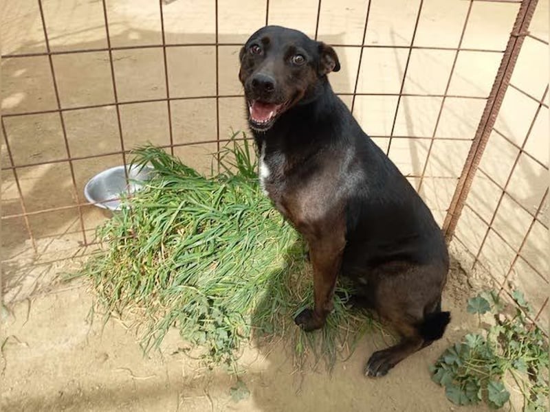 Lomri, vorsichtige Hundedame, ca. 6 Jahre, ca. 17 kg