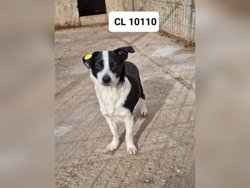 Cleo die Aufmerksame