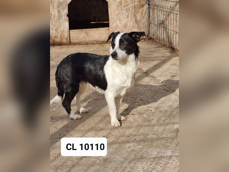 Cleo die Aufmerksame