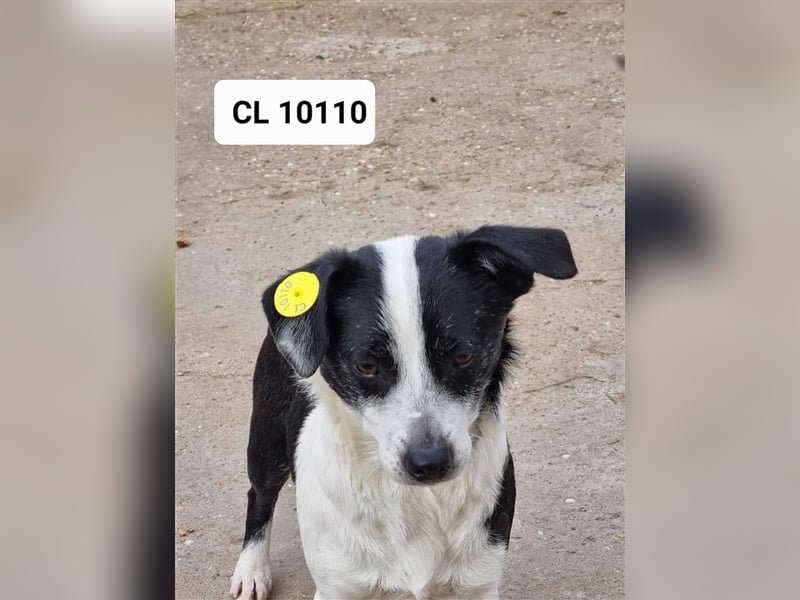 Cleo die Aufmerksame