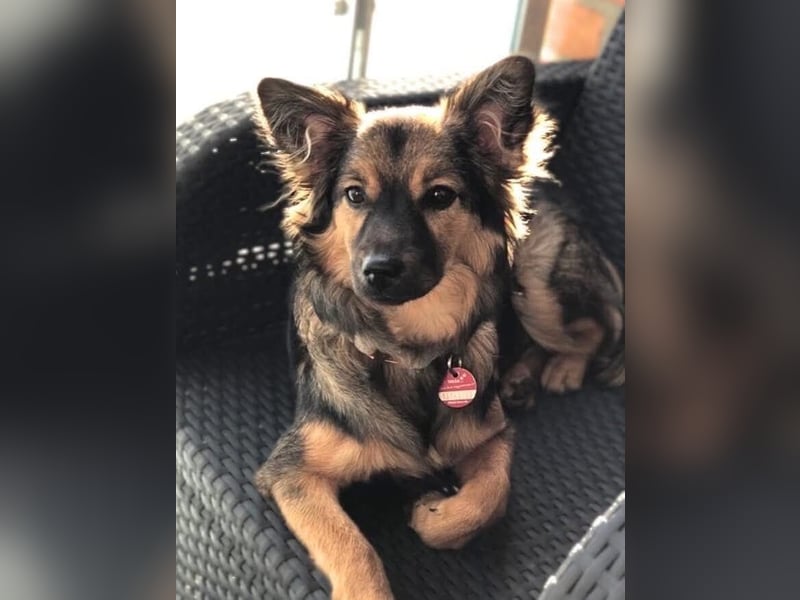 Freya - intelligent&bewegungsfreudig