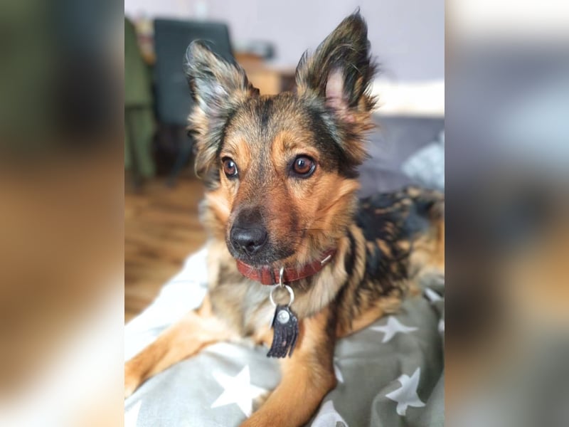 Freya - intelligent&bewegungsfreudig