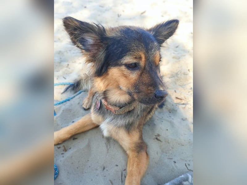 Freya - intelligent&bewegungsfreudig