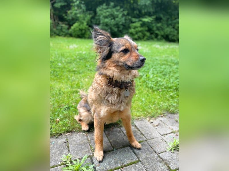 Freya - intelligent&bewegungsfreudig