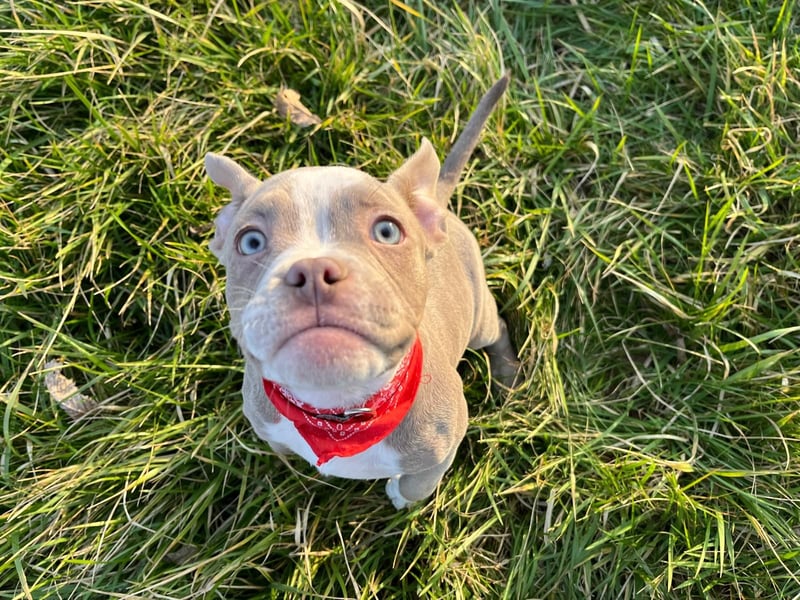 American Bully Puppies