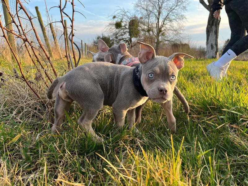 American Bully Puppies