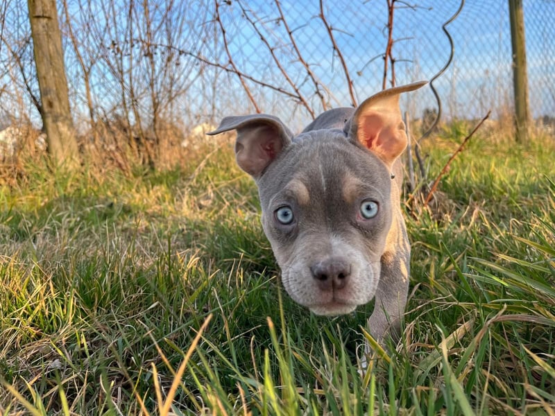 American Bully Puppies