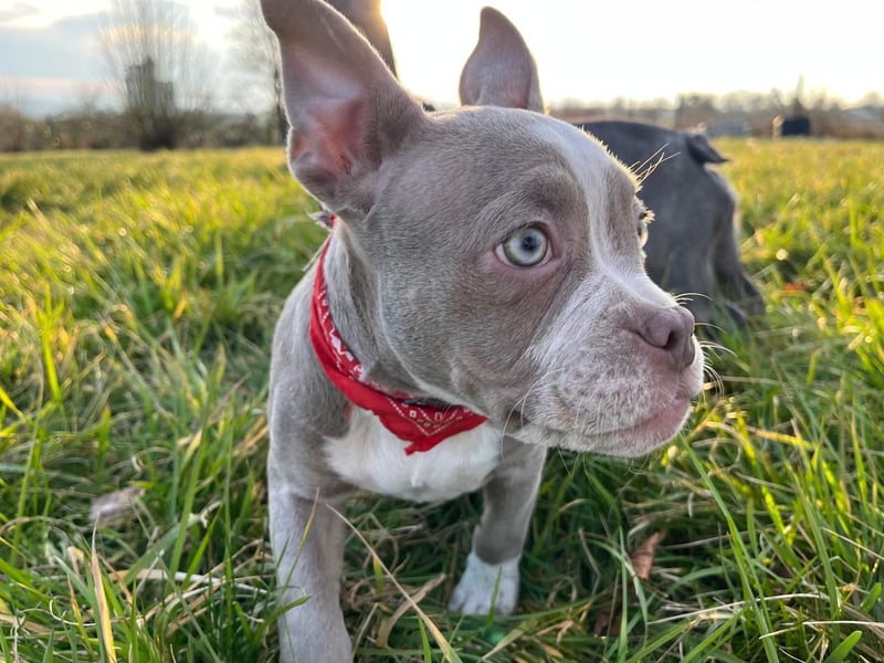 American Bully Puppies