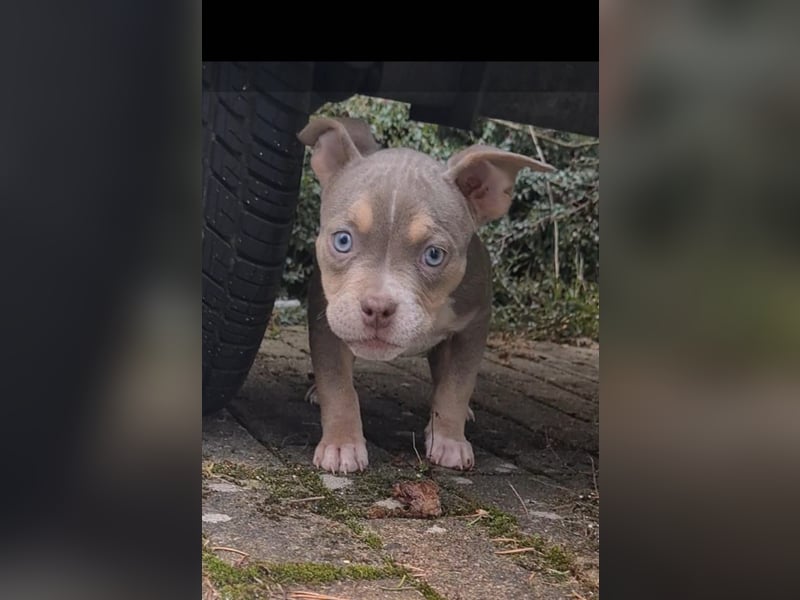 American Bully Puppies
