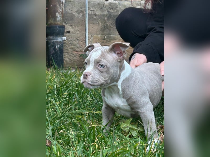 American Bully Puppies