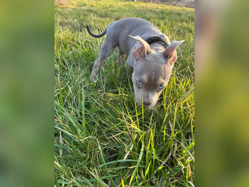 American Bully Puppies