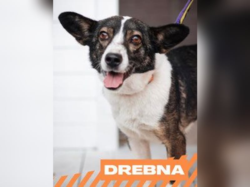 Drebna