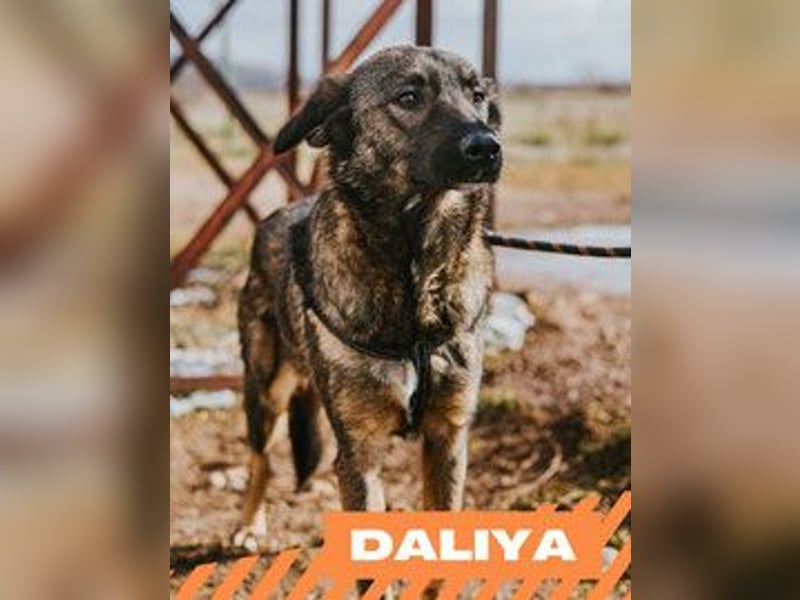 Daliya