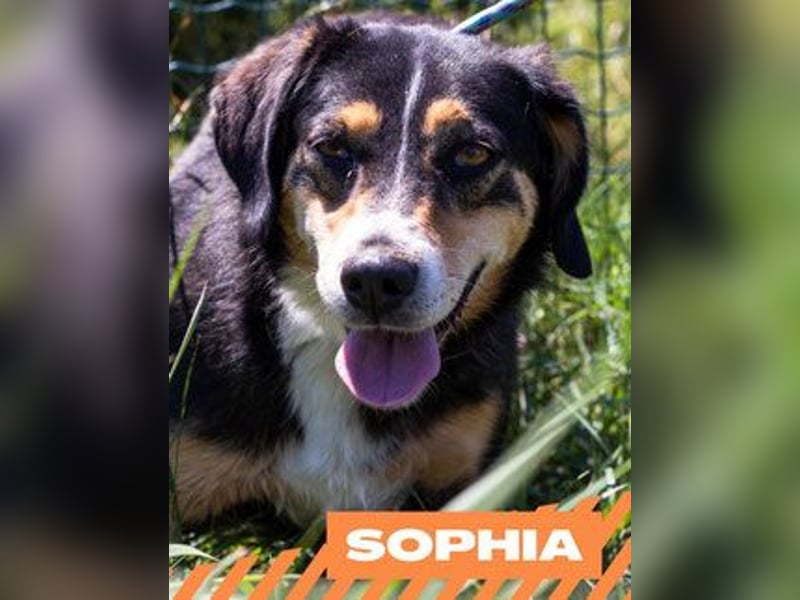 Sophia
