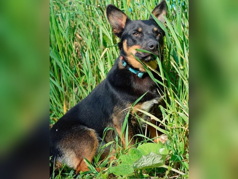 Lustiges kleines Hütehundmixmädchen Ruby sucht nette Familie