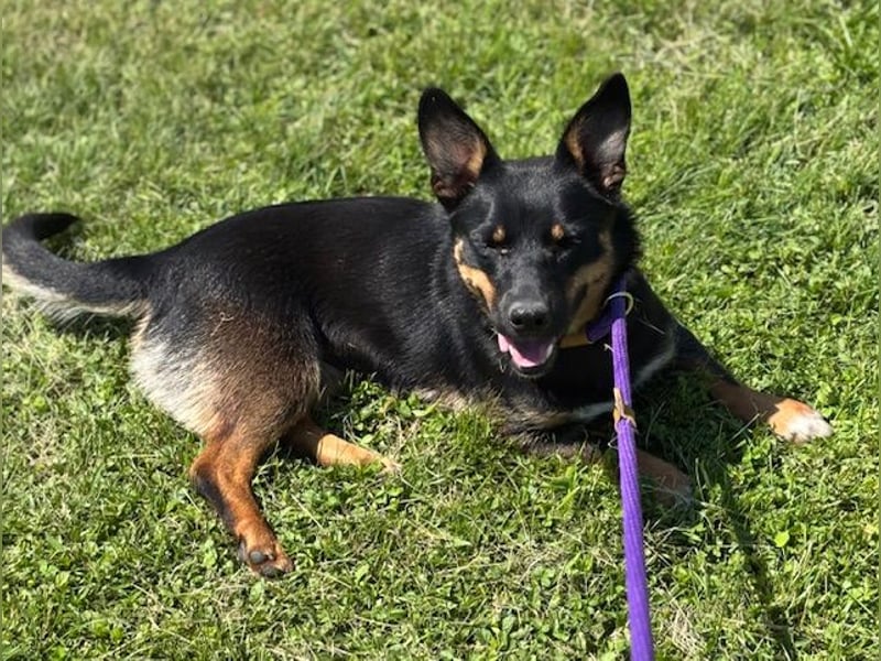 Lustiges kleines Hütehundmixmädchen Ruby sucht nette Familie