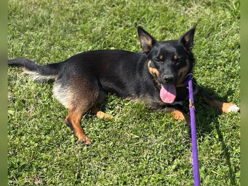 Lustiges kleines Hütehundmixmädchen Ruby sucht nette Familie