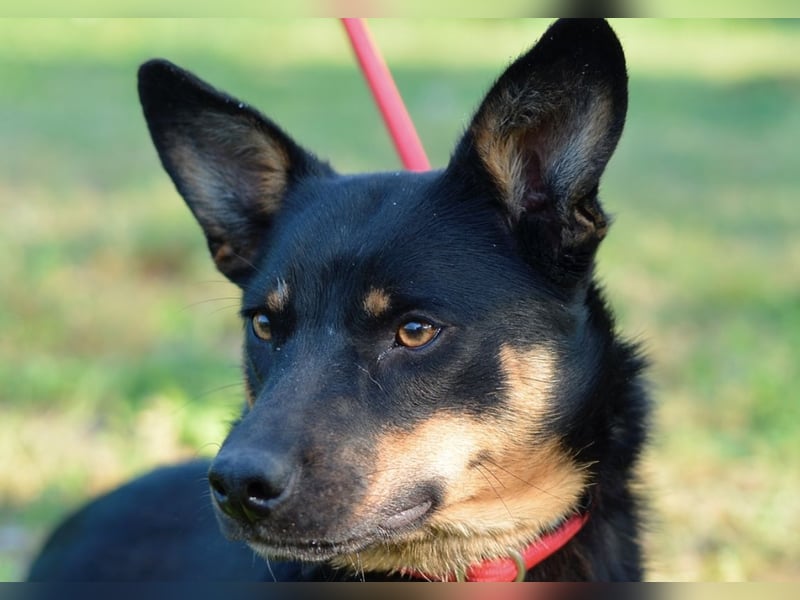 Lustiges kleines Hütehundmixmädchen Ruby sucht nette Familie