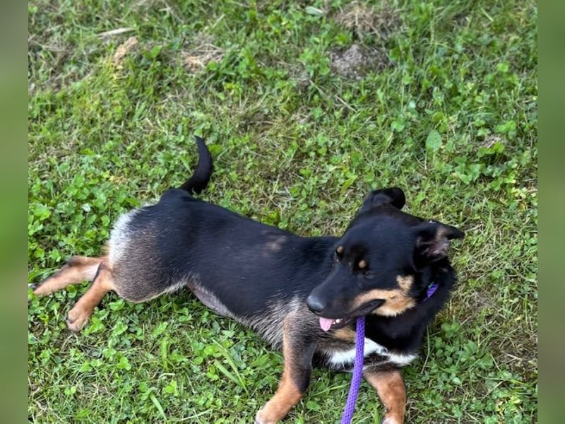 Lustiges kleines Hütehundmixmädchen Ruby sucht nette Familie
