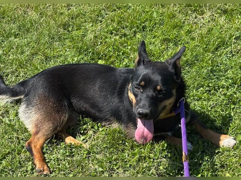 Lustiges kleines Hütehundmixmädchen Ruby sucht nette Familie