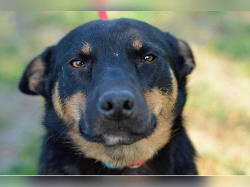 Lustiges kleines Hütehundmixmädchen Ruby sucht nette Familie