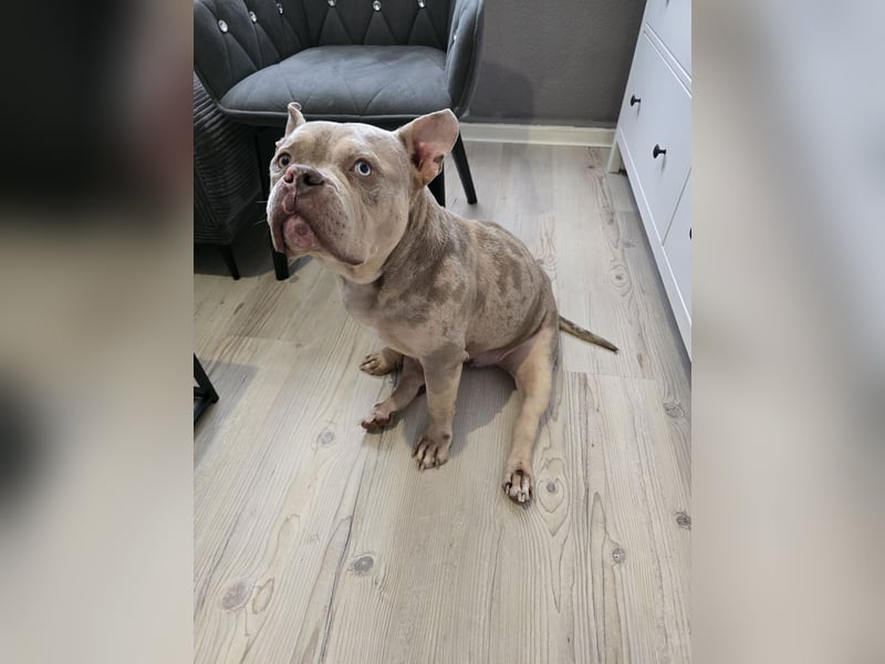 Liebevolle Pocket Bully Hündin abzugeben