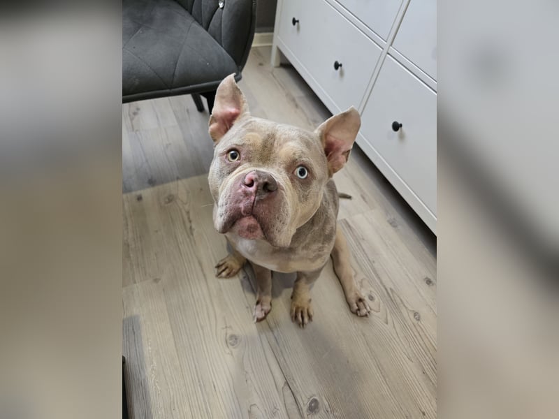 Liebevolle Pocket Bully Hündin abzugeben