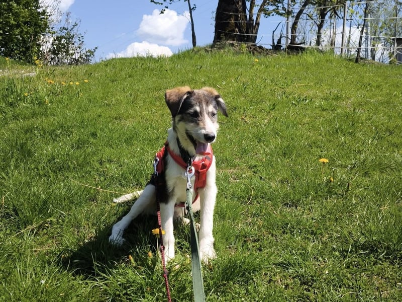 Linda, Traumhündin sucht Traumzuhause, PS in 94078 Freyung
