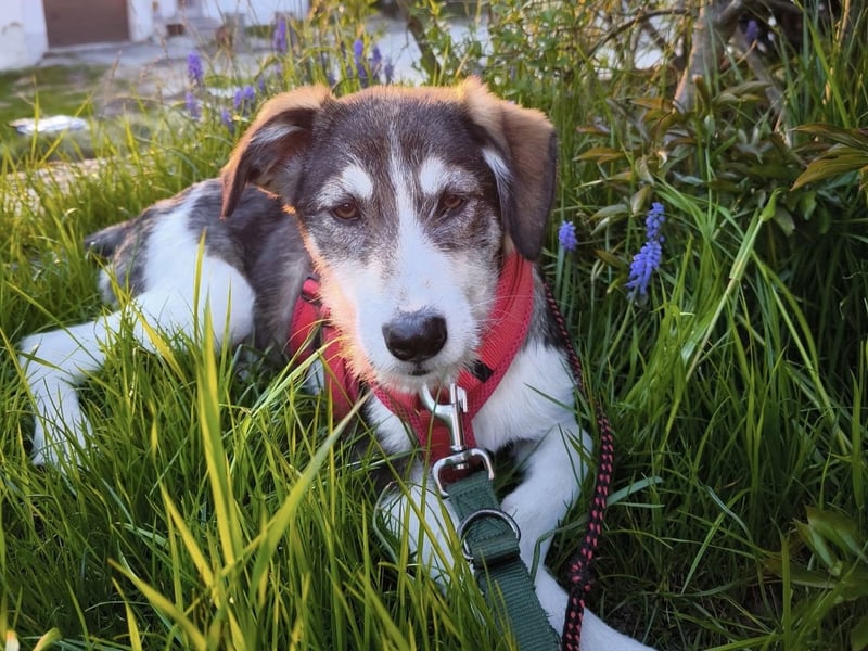 Linda, Traumhündin sucht Traumzuhause, PS in 94078 Freyung