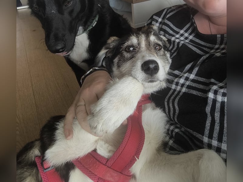 Linda, Traumhündin sucht Traumzuhause, PS in 94078 Freyung