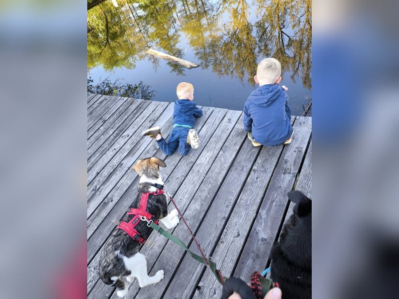 Linda, Traumhündin sucht Traumzuhause, PS in 94078 Freyung