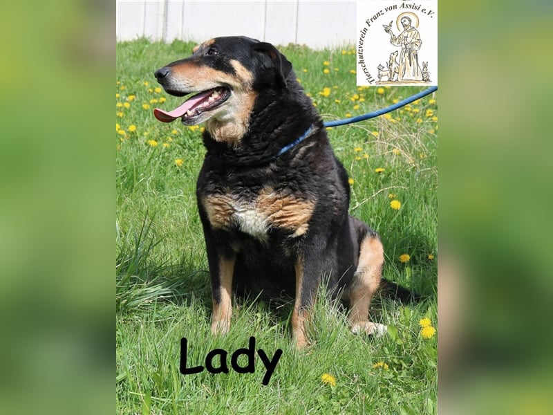 Du streichelst gerne? - Bitteschön, hier kommt Lady!