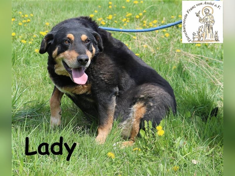 Du streichelst gerne? - Bitteschön, hier kommt Lady!