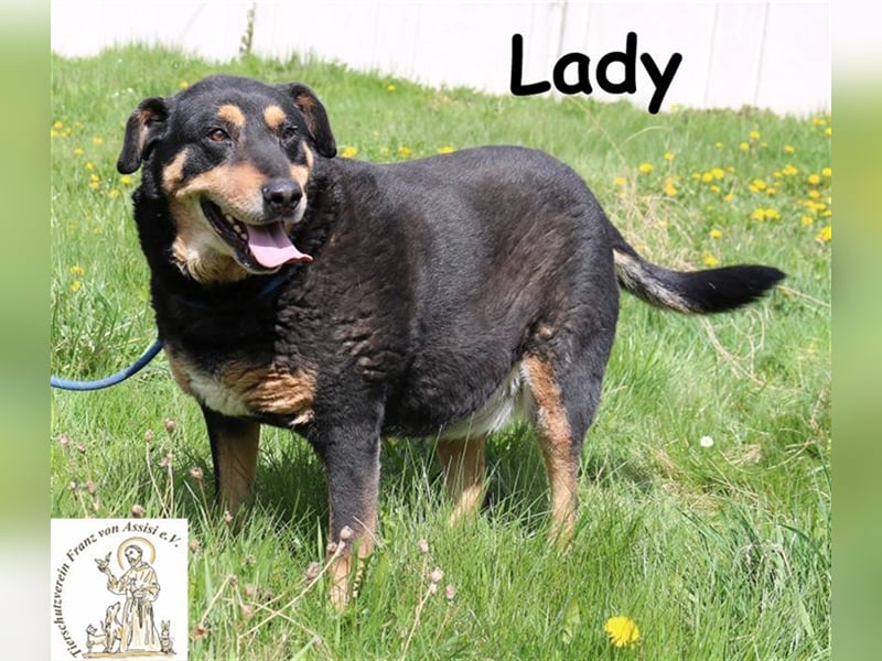 Du streichelst gerne? - Bitteschön, hier kommt Lady!