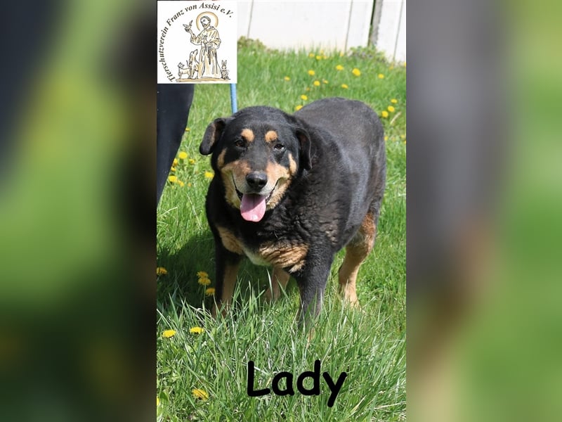 Du streichelst gerne? - Bitteschön, hier kommt Lady!