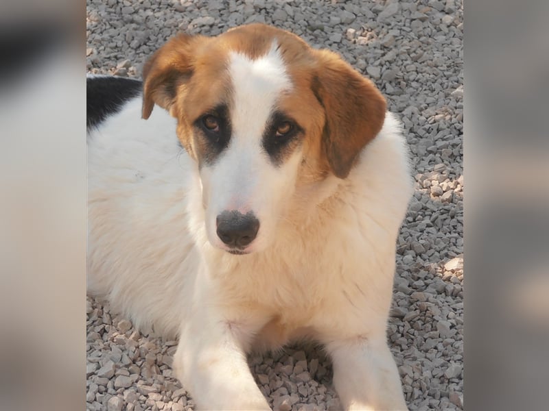 freundliche ARIELA sucht ein Herdenschutzhund geeignetes Zuhause