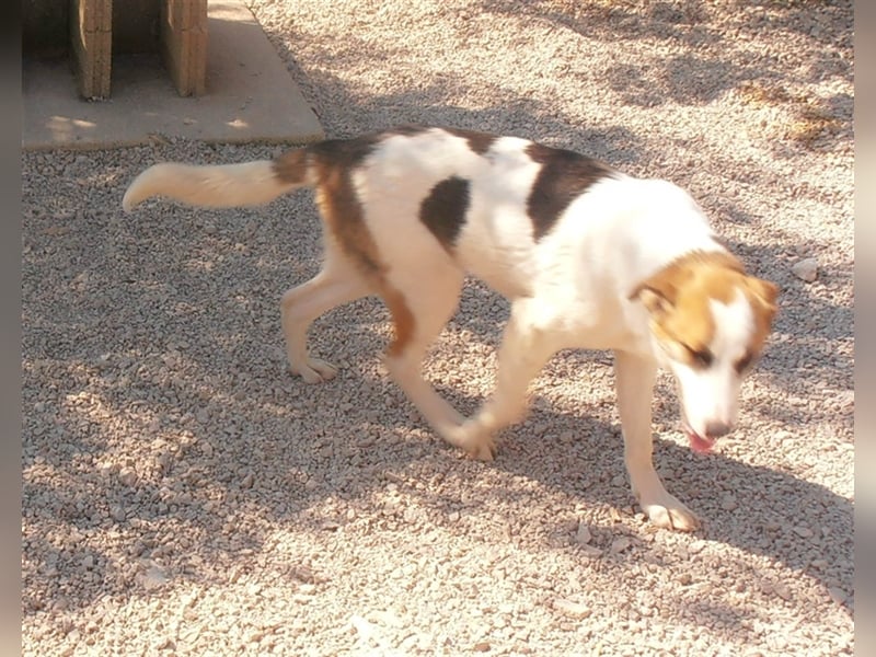 freundliche ARIELA sucht ein Herdenschutzhund geeignetes Zuhause