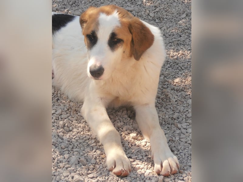 freundliche ARIELA sucht ein Herdenschutzhund geeignetes Zuhause