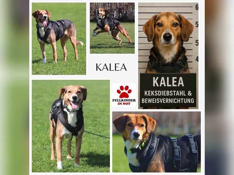 Kalea / Giga katzenverträglicher Mischling Hündin sucht Zuhause für immer