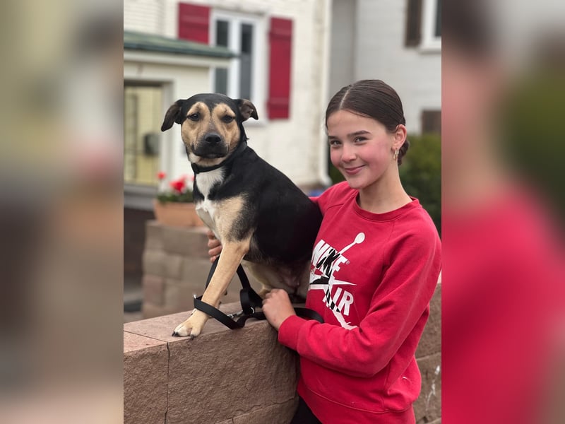 Liebe, ruhige, soziale Hündin in handlicher Größe sucht Zuhause