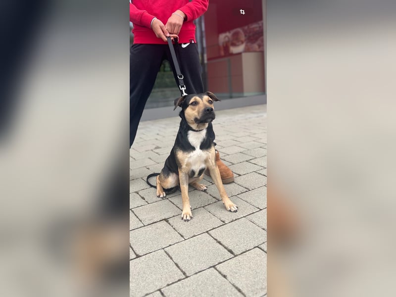 Liebe, ruhige, soziale Hündin in handlicher Größe sucht Zuhause