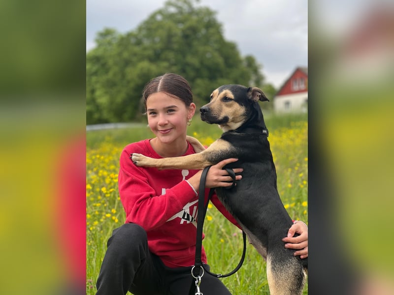 Liebe, ruhige, soziale Hündin in handlicher Größe sucht Zuhause