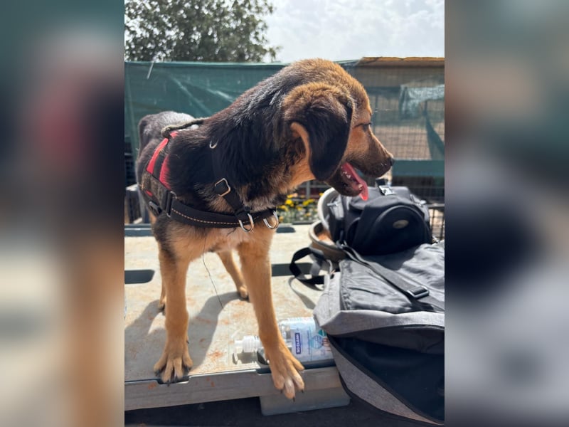 Gigi  ist in der Südpfalz zu besuchen