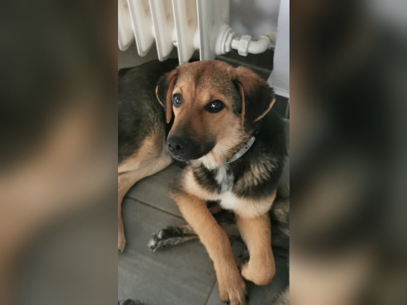 Gigi  ist in der Südpfalz zu besuchen
