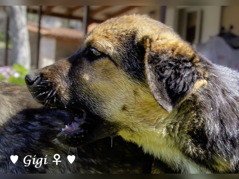 Gigi  ist in der Südpfalz zu besuchen