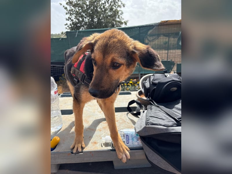 Gigi  ist in der Südpfalz zu besuchen